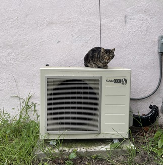 A cat perches on top of a heat pump